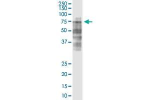 LRRC40 monoclonal antibody (M02), clone 3E10. (LRRC40 Antikörper  (AA 1-602))