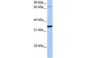 PCDHA10 antibody used at 1 ug/ml to detect target protein. (PCDHA10 Antikörper  (N-Term))