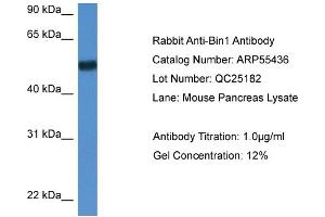 Western Blotting (WB) image for anti-Bridging Integrator 1 (BIN1) (N-Term) antibody (ABIN2774109) (BIN1 Antikörper  (N-Term))