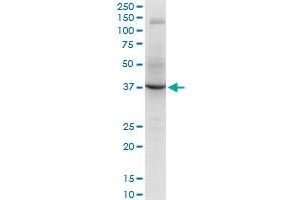 Western Blotting (WB) image for anti-Ring Finger Protein 2 (RNF2) (AA 192-291) antibody (ABIN961342) (RNF2 Antikörper  (AA 192-291))