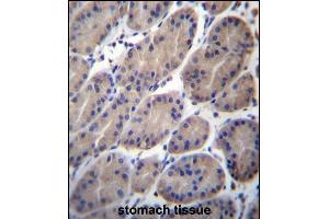 CTTNBP2NL Antibody (N-term) (ABIN656653 and ABIN2845894) immunohistochemistry analysis in formalin fixed and paraffin embedded human stomach tissue followed by peroxidase conjugation of the secondary antibody and DAB staining. (CTTNBP2NL Antikörper  (N-Term))