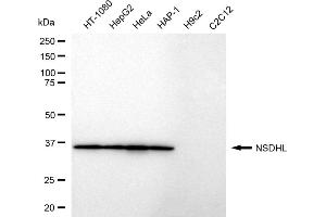 Western blotting analysis using NSDHL antibody (ABIN7799538).