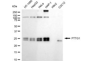 Western blotting analysis using PTTG1 antibody (ABIN7799839).
