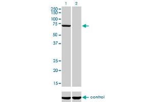 Western blot analysis of MPP3 over-expressed 293 cell line, cotransfected with MPP3 Validated Chimera RNAi (Lane 2) or non-transfected control (Lane 1). (MPP3 Antikörper  (AA 1-585))