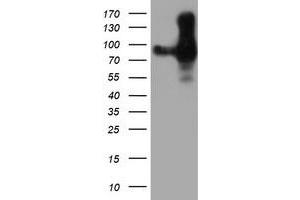 Western Blotting (WB) image for anti-Platelet/endothelial Cell Adhesion Molecule (PECAM1) antibody (ABIN1497244) (CD31 Antikörper)