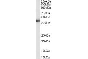 ABIN185432 (0. (VPS37C Antikörper  (Internal Region))