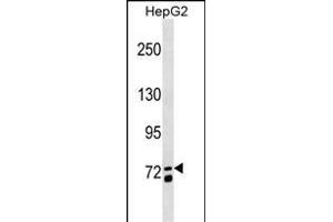 MS4A14 Antikörper  (C-Term)