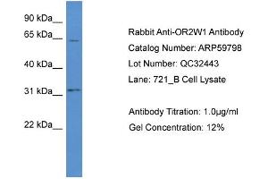 Western Blotting (WB) image for anti-Olfactory Receptor, Family 2, Subfamily W, Member 1 (OR2W1) (C-Term) antibody (ABIN2774269) (OR2W1 Antikörper  (C-Term))