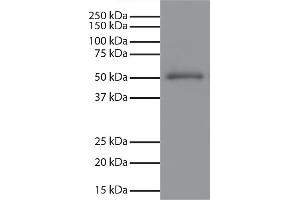 Human IgG-UNLB secondary antibody and chemiluminescent detection. (Ziege anti-Maus IgG Antikörper (HRP))