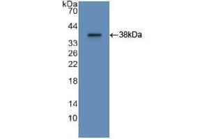 Western blot analysis of recombinant Human APOA2. (APOA2 Antikörper  (AA 24-100))