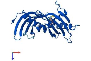 Latexin Protein (LXN) (AA 1-222) (His tag)