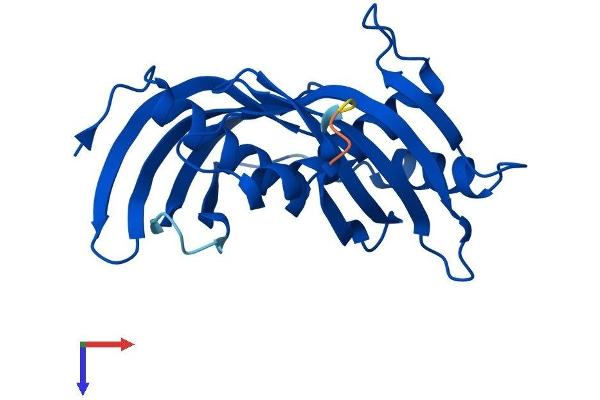 Latexin Protein (LXN) (AA 1-222) (His tag)