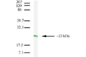 Image no. 2 for anti-Claudin 7 (CLDN7) (C-Term) antibody (ABIN208282) (Claudin 7 Antikörper  (C-Term))