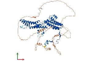 AlphaFold protein structure predicition of Human Recombinant BEST3 Protein, UniprotID Q8N1M1