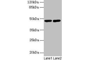 Western blot All lanes: SSB antibody at 2 μg/mL Lane 1: Mouse liver tissue Lane 2: Mouse brain tissue Secondary Goat polyclonal to rabbit IgG at 1/10000 dilution Predicted band size: 47 kDa Observed band size: 47 kDa (SSB Antikörper  (AA 1-408))