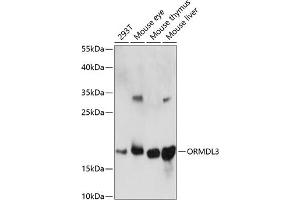 Western blot analysis of extracts of various cell lines, using ORMDL3 antibody (ABIN7269113) at 1:1000 dilution. (ORMDL3 Antikörper  (AA 1-100))