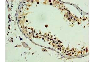 Immunohistochemistry of paraffin-embedded human testis tissue using ABIN7163645 at dilution of 1:100 (PLEKHB2 Antikörper  (AA 1-222))