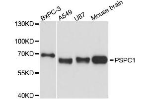 Western blot analysis of extracts of various cell lines, using PSPC1 antibody. (PSPC1 Antikörper)