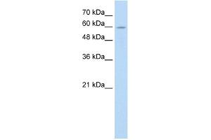 WB Suggested Anti-ANAPC7 Antibody Titration:  0. (ANAPC7 Antikörper  (C-Term))