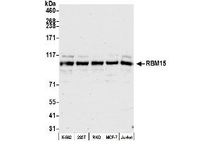 anti-RNA Binding Motif Protein 15 (RBM15) (AA 550-600) antibody