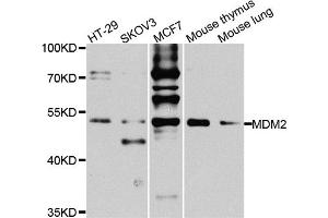 Western blot analysis of extracts of various cell lines, using MDM2 antibody. (MDM2 Antikörper)