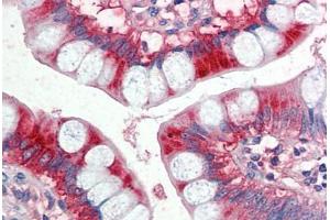 Human Small Intestine (formalin-fixed, paraffin-embedded) stained with APOA4 antibody ABIN337144 at 5 ug/ml followed by biotinylated anti-goat IgG secondary antibody ABIN481715, alkaline phosphatase-streptavidin and chromogen. (APOA4 Antikörper  (AA 359-371))