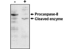 Western Blotting (WB) image for anti-Caspase 8 (CASP8) antibody (ABIN264407) (Caspase 8 Antikörper)