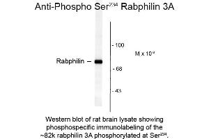 Western blot of Anti-Rabphilin 3A pS234 (Rabbit) Antibody - 612-401-E22 Western Blot of Rabbit anti-Rabphilin 3A pS234 antibody.