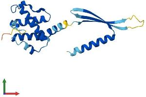 AlphaFold protein structure predicition of Human Recombinant COMMD8 Protein, UniprotID Q9NX08