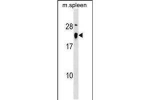 Western blot analysis in mouse spleen tissue lysates (35ug/lane). (ALG13 Antikörper  (AA 44-70))