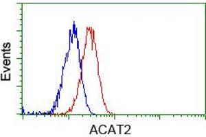 Image no. 2 for anti-Acetyl-CoA Acetyltransferase 2 (ACAT2) antibody (ABIN1496400) (ACAT2 Antikörper)