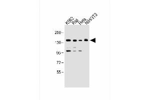 All lanes : Anti-UBE4B Antibody (N-term) at 1:1000 dilution Lane 1: K562 whole cell lysate Lane 2: Raji whole cell lysate Lane 3: Hela whole cell lysate Lane 4: NIH/3T3 whole cell lysate Lysates/proteins at 20 μg per lane. (UBE4B Antikörper  (N-Term))