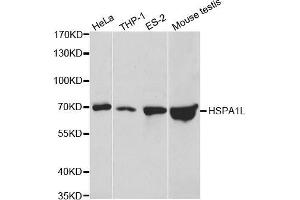 Western blot analysis of extracts of various cell lines, using HSPA1L antibody. (HSPA1L Antikörper  (AA 342-641))