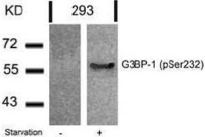 Image no. 2 for anti-GTPase Activating Protein (SH3 Domain) Binding Protein 1 (G3BP1) (pSer232) antibody (ABIN196763) (G3BP1 Antikörper  (pSer232))