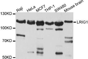 Western blot analysis of extract of various cells, using LRIG1 antibody. (Lrig1 Antikörper)