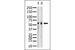 Western Blotting (WB) image for anti-SET Domain Containing (Lysine Methyltransferase) 8 (SETD8) (N-Term) antibody (ABIN356374) (SETD8 Antikörper  (N-Term))