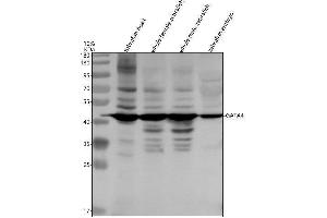 Western blot analysis of GATA4 using anti-GATA4 antibody (AZQ09JY7).