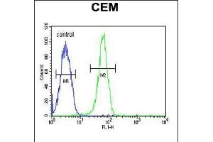 Flow cytometric analysis of CEM cells (right histogram) compared to a negative control cell (left histogram). (KIF24 Antikörper  (N-Term))