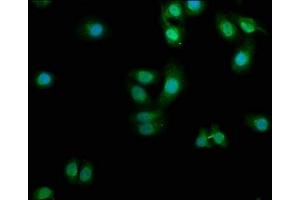 Immunofluorescence staining of HepG2 cells with ABIN7163096 at 1:100, counter-stained with DAPI. (PDCL3 Antikörper  (AA 1-239))