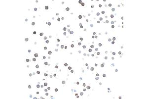 Immunocytochemistry (ICC) image for anti-CD27 Molecule (CD27) (AA 21-187) antibody (ABIN7455146)