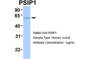Human Jurkat (PSIP1 Antikörper  (Middle Region))