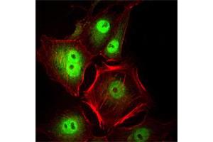 Immunofluorescence analysis of Hela cells using CDC2 mouse mAb (green). (CDK1 Antikörper)