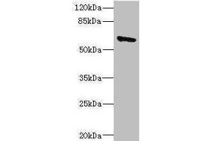 Western blot All lanes: SOCS5 antibody IgG at 1. (SOCS5 Antikörper  (AA 1-270))
