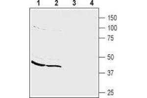 Western blot analysis of mouse (lanes 1 and 3) and rat (lanes 2 and 4) brain membranes: - 1,2. (PICK1 Antikörper  (alpha-helix Domain, Intracellular))