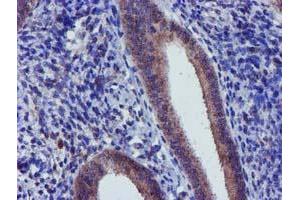 Image no. 3 for anti-Coiled-Coil-Helix-Coiled-Coil-Helix Domain Containing 5 (CHCHD5) (AA 1-110) antibody (ABIN1490561) (CHCHD5 Antikörper  (AA 1-110))
