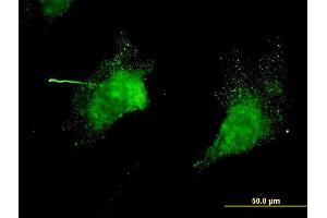 Immunofluorescence (IF) image for anti-Potassium Voltage-Gated Channel, Shaw-Related Subfamily, Member 3 (KCNC3) (AA 671-757) antibody (ABIN561577)