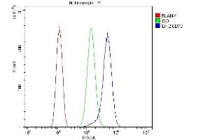 anti-Isocitrate Dehydrogenase 2 (NADP+), Mitochondrial (IDH2) (C-Term) antibody