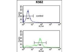 RFC2 Antibody (N-term) (ABIN389297 and ABIN2839417) flow cytometry analysis of K562 cells (bottom histogram) compared to a negative control cell (top histogram).