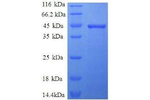 SDS-PAGE (SDS) image for Interleukin 1, beta (IL1B) (AA 117-269) protein (GST tag) (ABIN1608059)