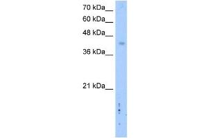 LRRC2 antibody used at 2.